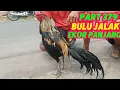 Download Lagu PART 379 🛑 BULU JALAK EKOR PANJANG 