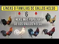 6 best Kelso rooster lines or families