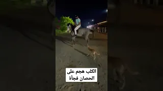 الكلب هجم على الحصان العسيف دندنها