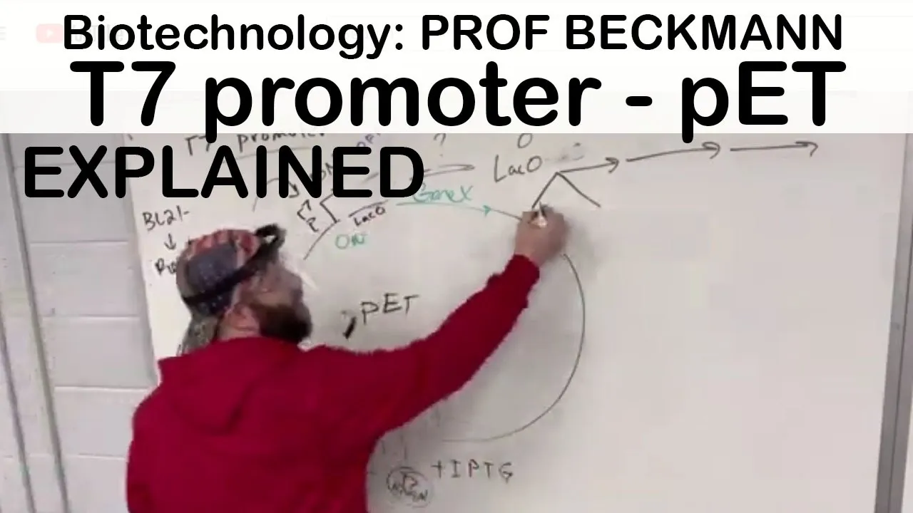 T7 Promoter in pET Plasmids Explained | Protein Expression