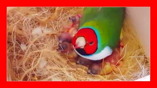 cria diamantes de gould f cil con esto como criar diamantes de gould