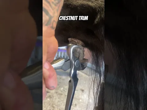 Asmr chestnut trim #asmr #satisfying