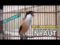 Download Lagu burung cendet gacor EMOSI ISIAN MEWAH buat PANCINGAN CENDET AGAR BUNYI bikin BURUNG PENTET GACOR