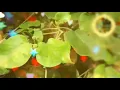 KARMA puja mixx nagpuri songs