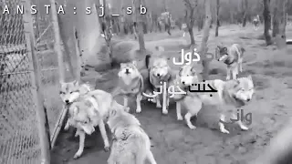 إسهام صحباني واني جنت اكول ذول خواني 