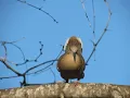 Download Lagu White winged Dove singing/courtship display