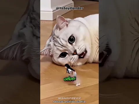غضب القط العملاق 😱