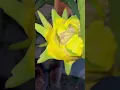 Download Lagu Have you ever seen this fruit before? #hiphop #japan #dragonfruit #tropicalfruit #garden #viralvideo