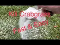 How to Kill Crabgrass Without Affecting Your Lawn Fast Easy