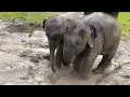 Cuteness Overload: Two Baby Elephants Splashing Together!