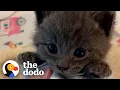 Picky Kitten Refuses To Give Up His Bottle The Dodo Cat Crazy