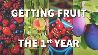 YouTube Video Banner for Getting Fruit The 1st Year