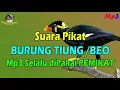 Download Lagu Suara Pikat Ampuh Mp3 Suara Asli Burung TIUNG atau BEO