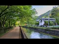 Download Lagu Sunny Morning Walk in Quiet Yamashina Canal Neighborhood | Japan 4K Ambience