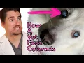 How a Vet Fixes Cataracts How to get your dog s vision back