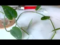 Satin Pothos Cutting - Water Propagation