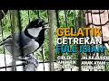 Lagu Gelatik Batu Gacor - Glatik Full Isian