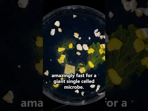 The slime mold are invading