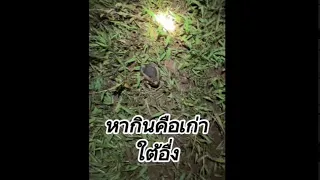 ใต้อื่ง ใต้เขียดอิโม้ ตามละดูการ | ໃຕ້ອື່ງ ໃຕ້ຂຽດໂມ້ ຕາມລະດູການຍາມຝົນ