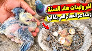 اجر وليدات هاد العام وهادو هما الحمام اللي بقاو لنا دندنها