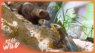 UNSEEN AFRICA: Nature's Unlikely Roommates | Ultra HD Wildlife Documentary