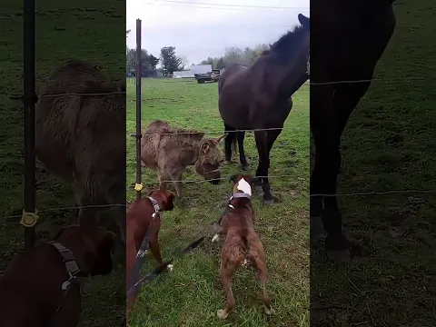 Funny donkey #donkey #funny #animals #funnyvideos #Foryou