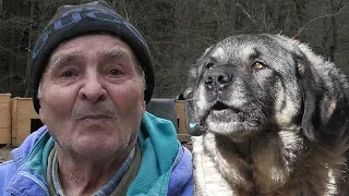 vi e voli psa nego dobru kravu