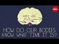 Download Lagu How does your body know what time it is? - Marco A. Sotomayor