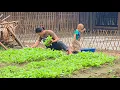 Download Lagu Rainy day, Ly Tieu Ca stayed home to enjoy the first vegetable meal from his garden.
