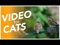 Download Lagu CAT TV - Cat Entertainment - Birds in The Forest!