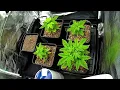 2025 - Strains