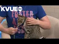 Meet Joey a kitten available to adopt from Austin Animal Services Pet of the Week