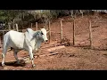 LOTE 12 - TOURO NELORE PO REGISTRADO - RTF 123