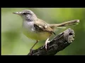Download Lagu Burung Prenjak Jali/Ciblek Kristal | Suara Mp3 Burung Prenjak Jali/Ciblek Kristal | Masteran Prenjak