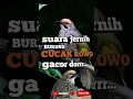 Download Lagu Suara jernih burung cucak rowo gacor dorr.. #cucakrowogacor #cucakrowo #kicaumanianusantara #shorts