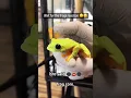 Download Lagu Frog core 🐸 #funny #animals #funnyvideo #fyp #cute #frog #funnyshorts #usa
