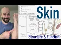 Integumentary System Structure and Function of the Skin