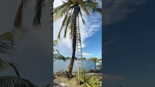 Coconut ASMR #sailingbyefelicia