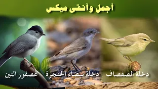 ميكس 3 أصوات عصافير نقية ومجربة للصيد 