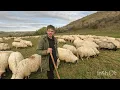 Lagu Adrian -Se Împarte Între Scoala și Oi 🐑-Păstorește Oile DL Ghiță Gherman din Viisoara .Cluj 