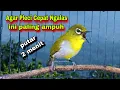 Lagu Suara Burung Pleci Gacor Ngalas Nembak,Bikin Lawan Emosi || Pleci Bustomi Gacor