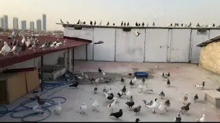حمام كش تركيا The Most Beautiful Pigeons In The Middle East 