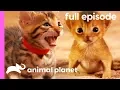 Persian Bengal and Abyssinian Kittens Too Cute Full Episode