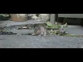 Mouse eats chocolate