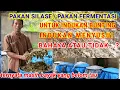 Download Lagu MANFAAT PAKAN SILASE PAKAN FERMENTASI UNTUK TERNAK KAMBING DOMBA