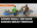 Harga Lagi Bagus Tetapi Bawang Siap Panen di Brebes Malah Terendam Banjir | Liputan 6 Semarang