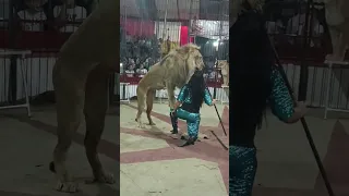 تسود ونمور أوسه الحلو    دندنها