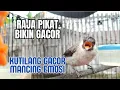 Download Lagu Master PIKAT! kutilang gacor - suara kutilang memanggil teman - masteran kutilang gampang masuk