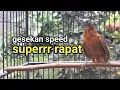 Download Lagu tepus kepala abu gacor speed rapat