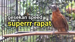 tepus kepala abu gacor speed rapat